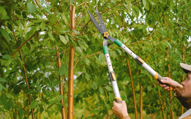 Tree trimming in Lupton, AZ