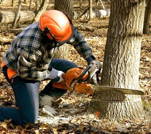 Tree Removal in Lupton, AZ